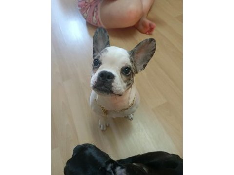 Mükemmel french bulldog yavrular
