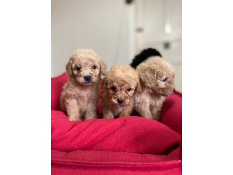 Mini mini teacup poodle puppies