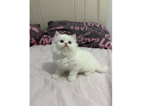 Kar beyazı british longhair bebekler geldi