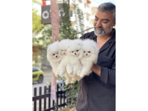 Sakarya pomeranian boo