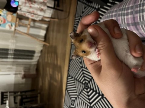Antalya içi acil hamster ücretsiz sahiplendirme