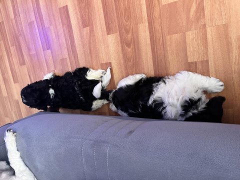 2 aylık maltipoo yavru köpekler