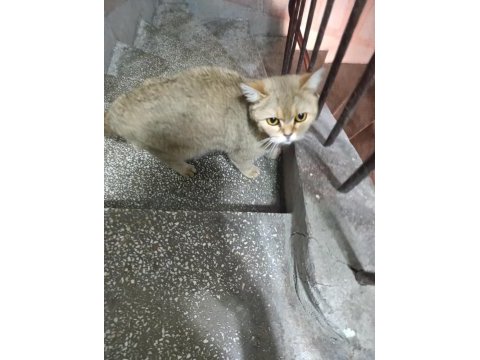 British shorthair kedisi