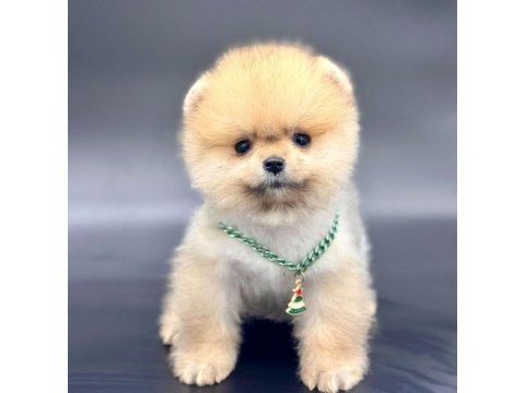 Safkan pomeranian boo bebekler
