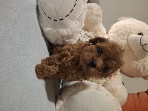 Minik poodle prensesiniz sizi bekliyor