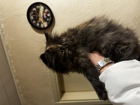 Kızımın alerjisinden dolayı verilecek british longhair