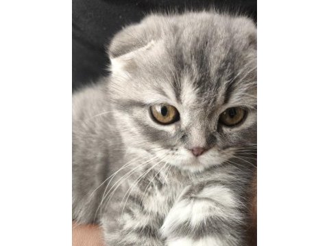 Ankara scottish fold kedimiz
