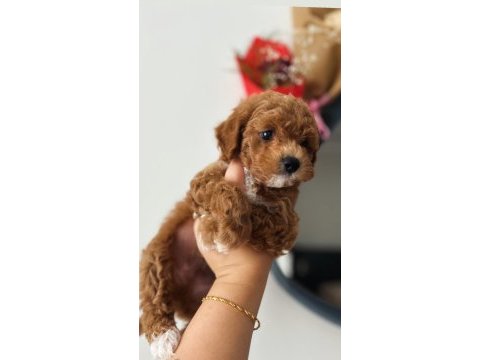 Toy poodle sağlıklı