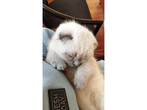 Scottish fold kedimiz mia yeni yuvasını arıyor