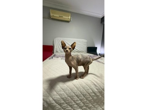 3.5 aylık orjinal sfenks dişi yavrular
