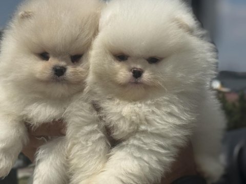 Yarışma düzeyinde sçr li pomeranian petmode den