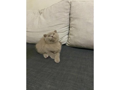 Şirin ve sevimli scottish fold yavrumuz