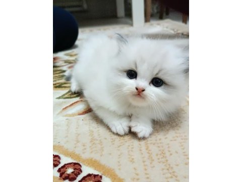 Safkan ragdoll yavrular