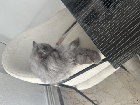 British shorthair duman kızımız