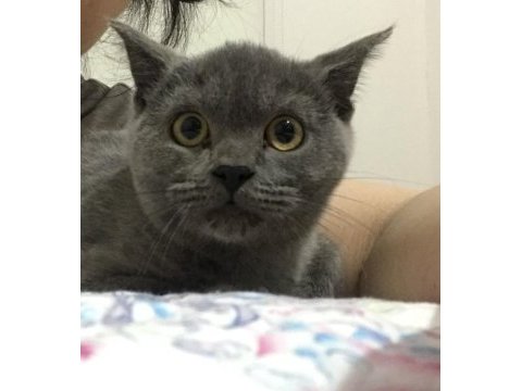 Güzel british shorthair kızıma yuva arıyorum