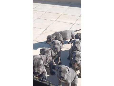 Blue cane corso yavrular