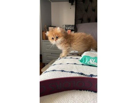 British longhair erkek 