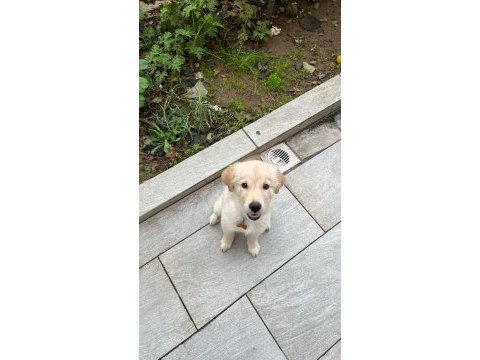 Golden retriever luna kızımızı sahiplendiriyoruz