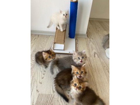 Goldshowcats güvencesiyle secereli secersiz yavrular