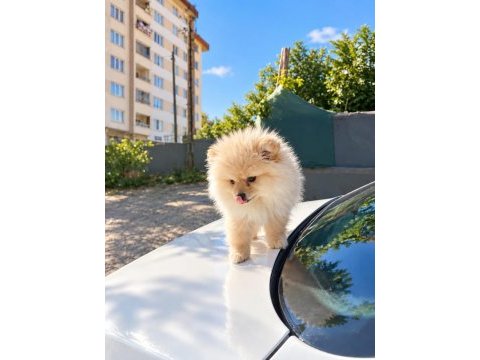 Bakımlı ve akıllı pomeranian kızımız