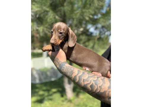 Kaliteli dachshund yavrularımız