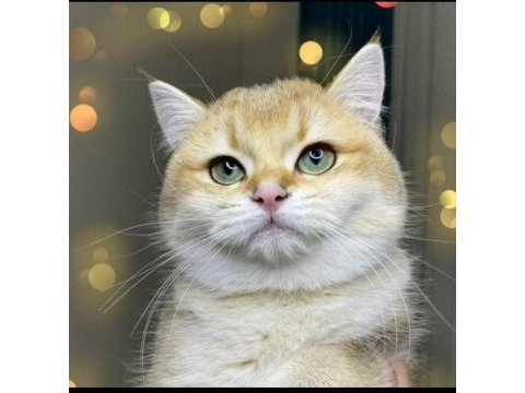British shorthair