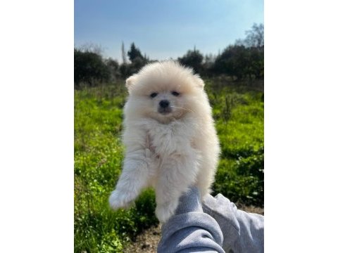 Pomeranian yavrularımız yeni ailesini arıyor