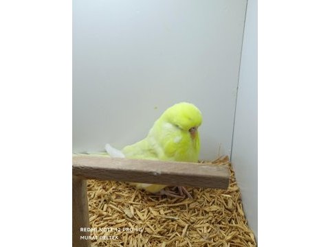 Muhabbet kuşu show jumbo