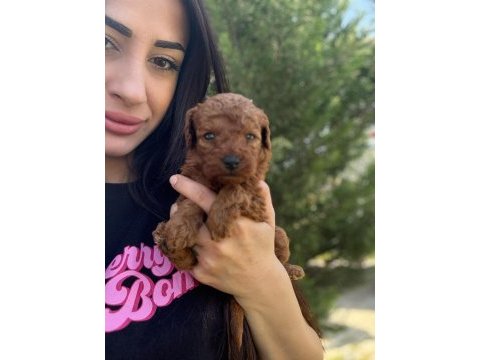 Red brown toy poodle bebeklerimiz