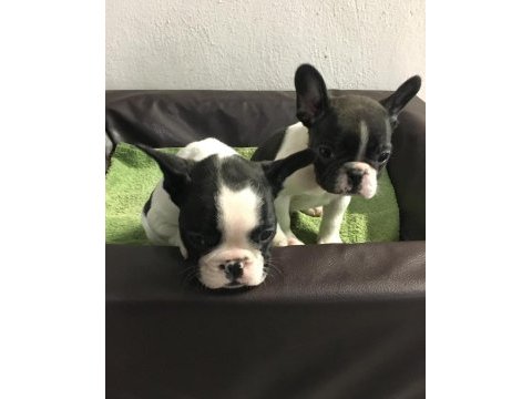 French bulldog yavruları