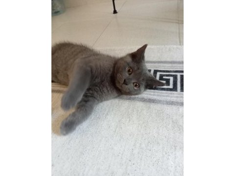 Erkek british shorthair 3 aylık