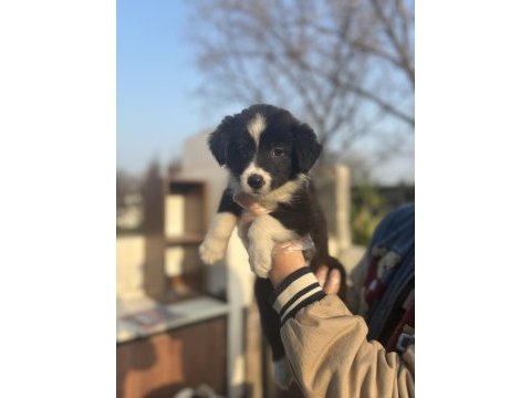 Zeka küpü border collie bebeklerim