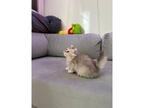 British longhair silver