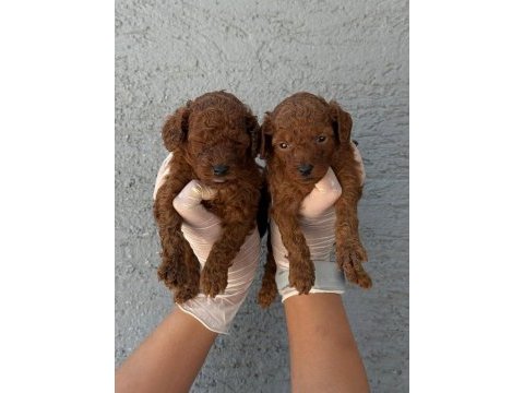 Kore toy poodle yavrularımız