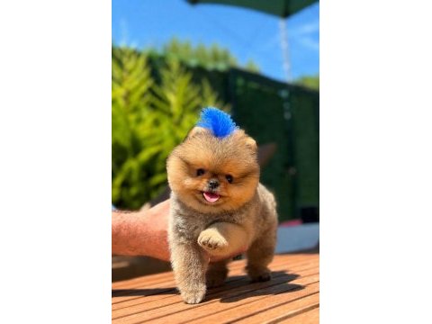 Orjinal pomeranian boo