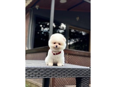 Sağlık ve ırk garantili pomeranian köpeğimiz