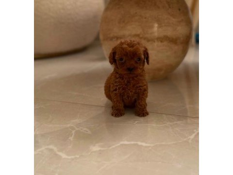 Toypoodle yavrularımız (aşılı) 