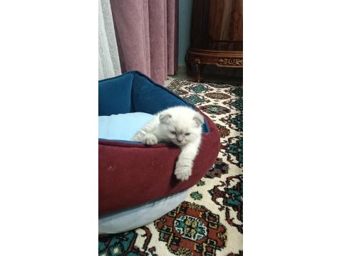 Adana yavru scottish blue point dişi yavru kedimiz