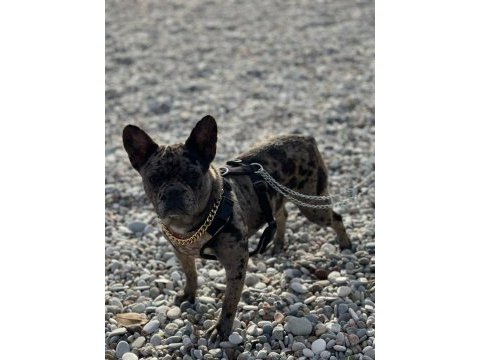 Egzotik merle french bulldog