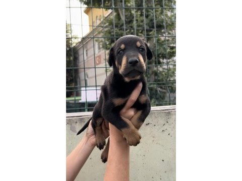 Harika anatomi doberman yavrular