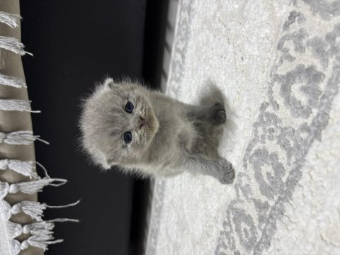 Erkek 25 günlük scottish fold kedimiz