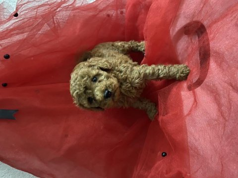 Sağlık ve ırk garantili toy poodle