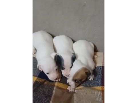 Jack russell yavrularımız