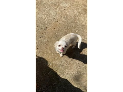 Elma kafa safkan aşıları tam chihuahua