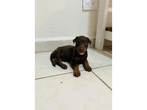 A++ kalite anne baba şecereli doberman yavrular
