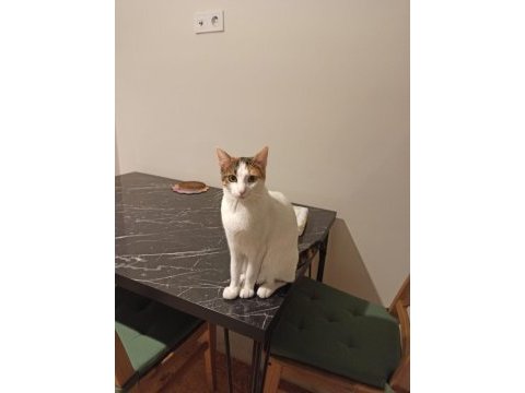 Sağlıklı 1 yaşında calico kedimiz