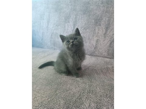 British shorthair iki aylık