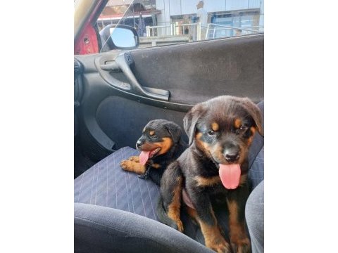 Irk garantili rottweiler yavrularımız
