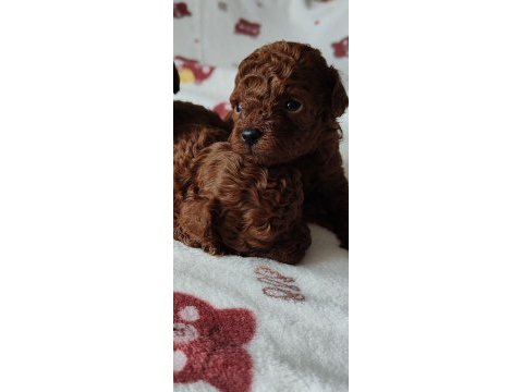 Toy poodle ırk garantili yavru köpekler