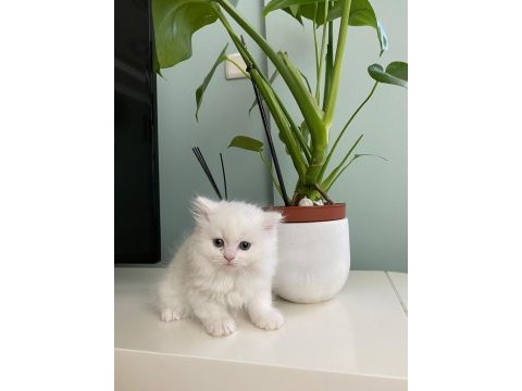 Safkan şecereli british longhair beyaz yavru